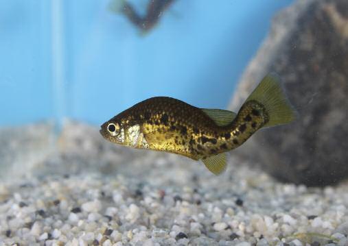 testűeknek összemorzsolva ajánlatos adni.természetesen a JBL Novo Guppy táp mellé adható kiegészítőként is.