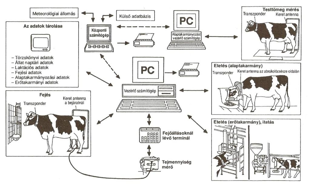 A számítógép vezérlésű telepirányítási rendszer részegységei és kiépítése Ha a telepen kiépítették az állatok egyedi felismerési rendszerét akkor az állatfelismerés alapján lehetőség nyílik az