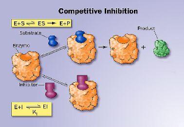 Kompetitív inhibitorok Ezek a molekulák szerkezetükben hasonlítanak a szubsztráthoz, és képesek annak helyére bekötődni.