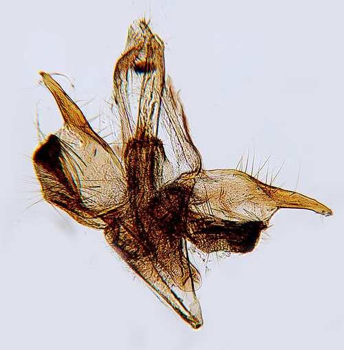 ábra Fig. 5.