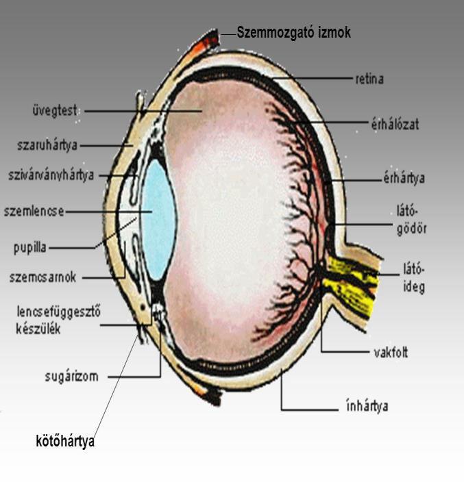 Függelék I. A szem működése A szem, pontosabban a szemgolyó egy majdnem gömb alakú szerv, melynek átmérője körülbelül 2,5 cm Három rétegből áll: 1. az ínhártya, ez a külső réteg 2.