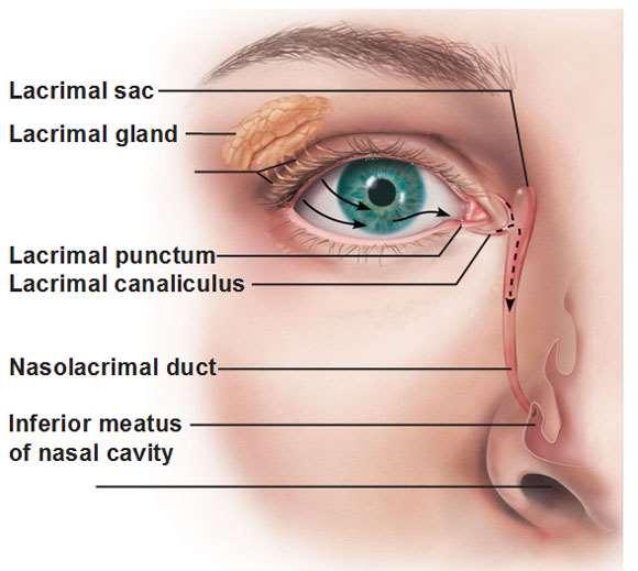 A látószervrendszer A látás szervrendszerének részei: Járulékos szervek Védőberendezések (szemhéjak, kötőhártya, szempillák) Könnyrendszer