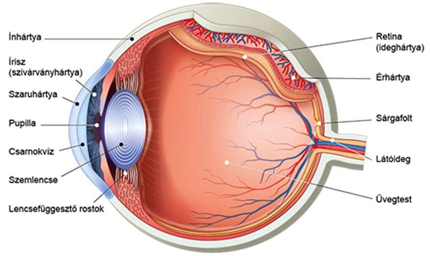 Szemgolyó Majdnem gömb alakú páros test, a csontos szemüregben, zsíros kötőszövettel körülvéve található. Szerkezetileg 3 rétegű hólyagszem. 1.