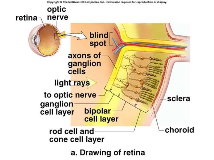 A retina fontosabb 4 rétege, sorrendben az érhártya felöl: 1.