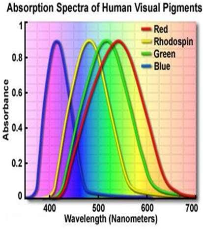 3 különböző abszorpciójú csap-pigment van: L (long), hosszú hullámhosszon érzékeny (vörös), M (medium), közepes hullámhosszon érzékeny (zöld), S (short), rövid hullámhosszon érzékeny (kék).