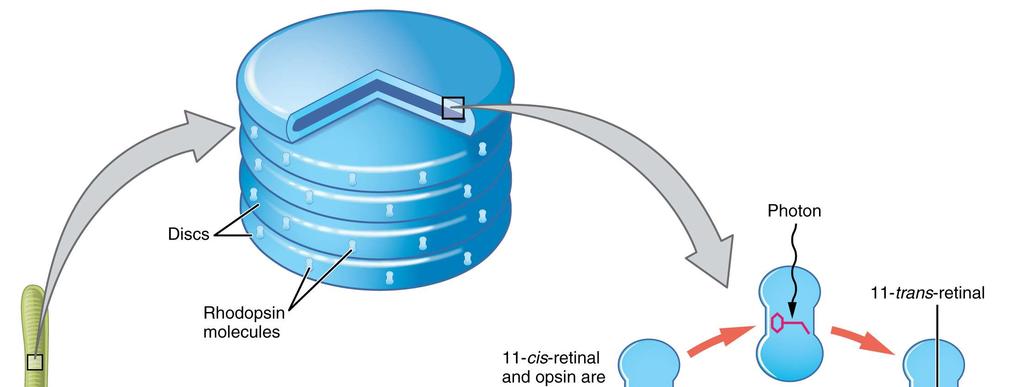Az elnyelődött foton energiája arra fordítódik, hogy a cisz-retinalból transz-retinal képződjön.