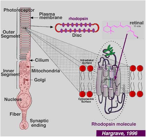 A csatornák bezáródása hiperpolarizációt eredményez, amely glutamát neurotranszmitter szekrécióját szorítja vissza.