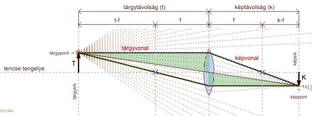 neuron a primer látókéreg neuronja, amely a nyakszirti lebenyben van. A retina pontszerűen vetül a látókéregben. A látóidegek félig kereszteződnek.