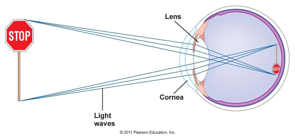 A szemlencse fénytörő képességét dioptriában adják meg. Dioptria = a lencse méterben kifejezett fókusztávolságának reciprok értéke. D=1/f Szaruhártya-levegő fénytörése állandó.