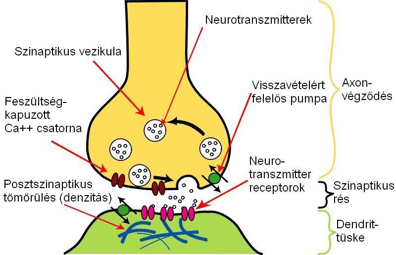 A KÉMIAI SZINAPSZIS SZERKEZETE Preszinaptikus sejt: