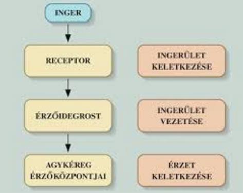 Az idegsejtek működése Inger: kívülről vagy belső szervekből érkező jelzés Ingerület: