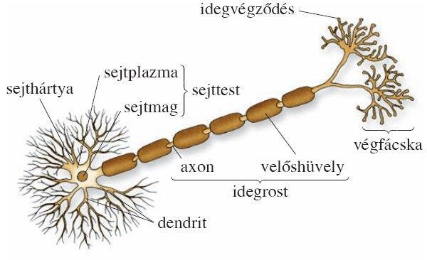 A NEURON kifejlett (differenciálódott) állapotban statikus sejt (nem osztódik) RÉSZEI: sejttest