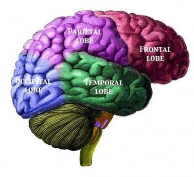 Az agy - lebenyek -Központi