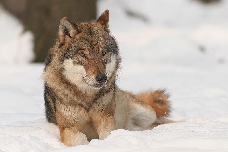 1. kép: farkas (Canis lupus) A szaporodó pár tagjai általában évekig együtt maradnak és almonként átlagosan 5-6 kölyköt nevelnek fel.