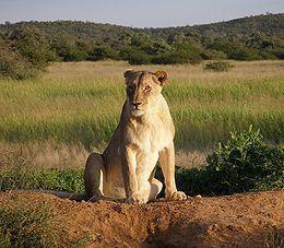 4. kép: nőstény oroszlán (Panthera leo) Az oroszlánok szociális csoportjait falkának nevezzük.