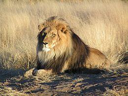 5. kép: hím oroszlán (Panthera leo) Stander 1992-ben részletesen vizsgálta a falka egyedeinek szerepét a kooperatív vadászatban (lásd 5. és 6. ábra).