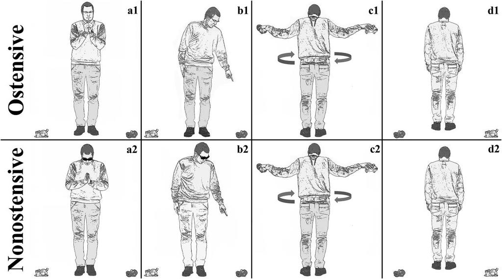 Tárgyválasztási feladat (8-8 próba különböző tárgyakkal) Tauzin et al. 2015. J.