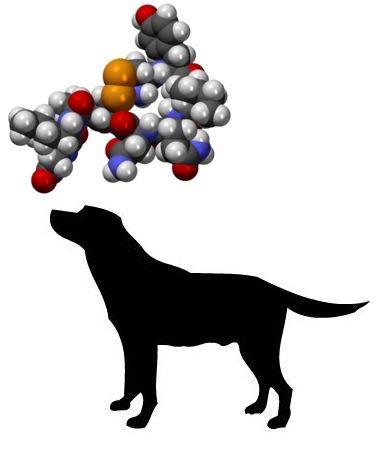 Az Oxytocin