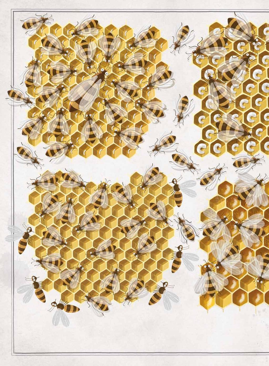 III. tábla A MÉHEK FAJTÁI ÉS FELADATUK A méhanya petéket rak a lépsejtekbe. A méhek lépet építenek viaszból. méhcsalád több tízezer együtt élő és egymással rokonságban álló méh A csoportja.