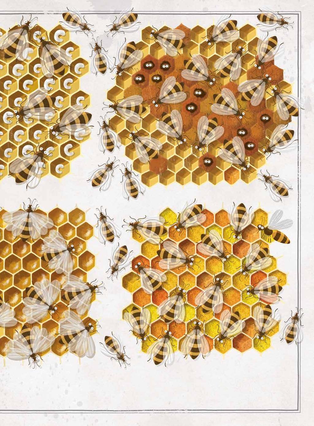 A dolgozók etetik az álcákat. A fiatal méh kirágja magát a sejtből. A méhek mézet készítenek. A méhek virágport raktároznak el a lépsejtekben. építése vagy a kaptárbejáró őrzése.