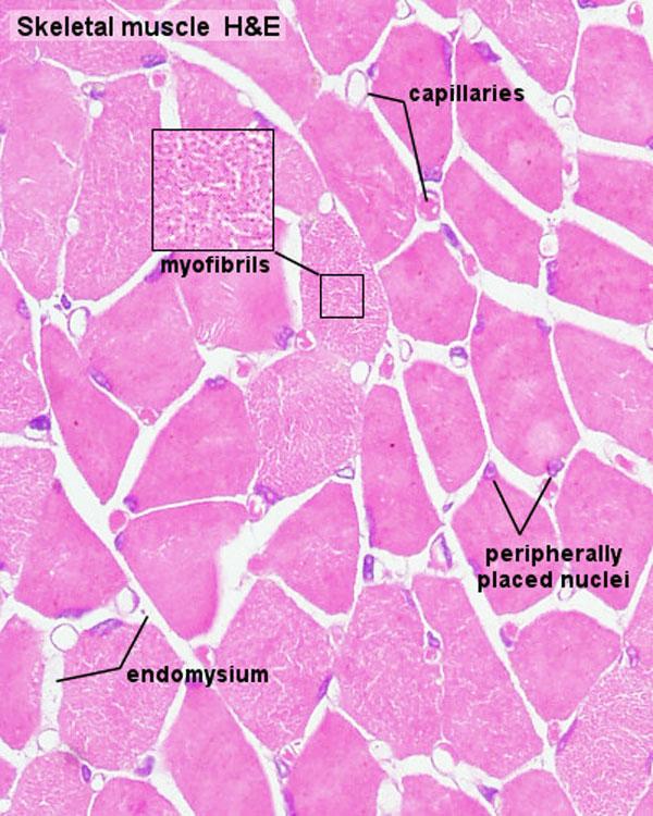 Tehát az izomrostok citoplazmájában a hossztengellyel párhuzamosan húzódnak az összehúzódásért felelős miofibrillumok, amelyek már