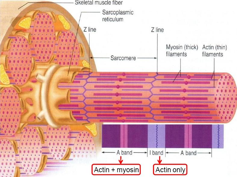 Az izomrostok átmérője 1O-1OO mikron között változik, hosszúságuk elérheti a 12 cm-t.