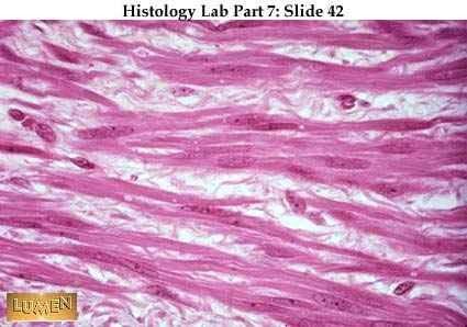 1. Sok izomrost (muscle fiber), melyet kívülről egy hártya, a szarkolemma 3  - PDF Ingyenes letöltés