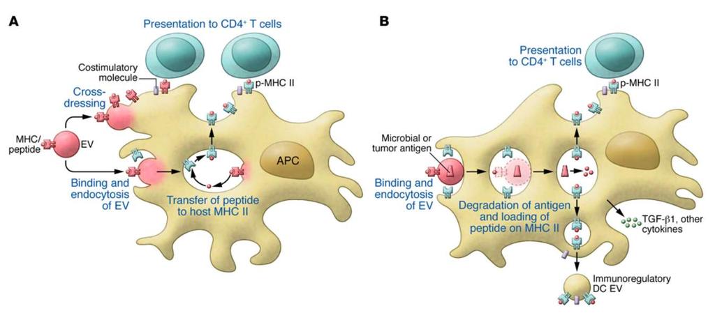 Az extracelluláris vezikulák szerepe az antigén prezentációban 1. EV-pMHC + APC-kostimulációs molekula T sejt aktiváció 2.