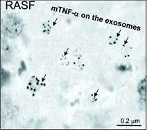 TNFa+ RASF exoszómák védik a CD4+ T sejteket az aktiváció indukálta apoptózissal szemben