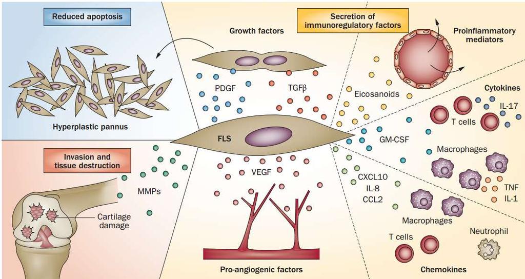 A fibroblaszt-szerű szinoviociták szerepe rheumatoid arthritis-ben passive responders