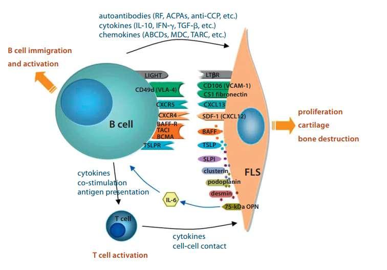 Fibroblaszt-szerű szinoviocita - B sejt interakció