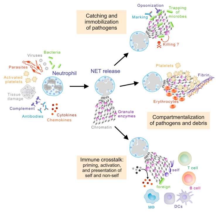 Neutrophil