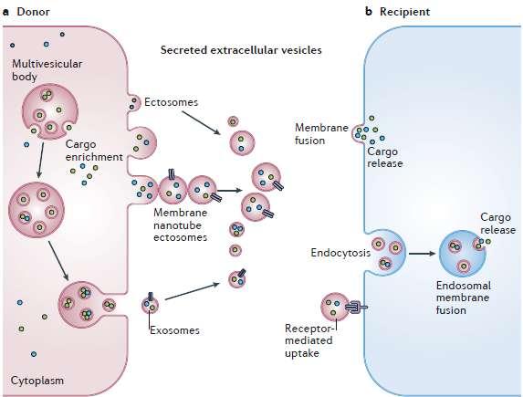 Az extracelluláris vezikulák hatásai