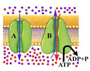 ATPáz aktivitás mérés Aktív membrántranszport Az energiát ATP hasításával nyeri a