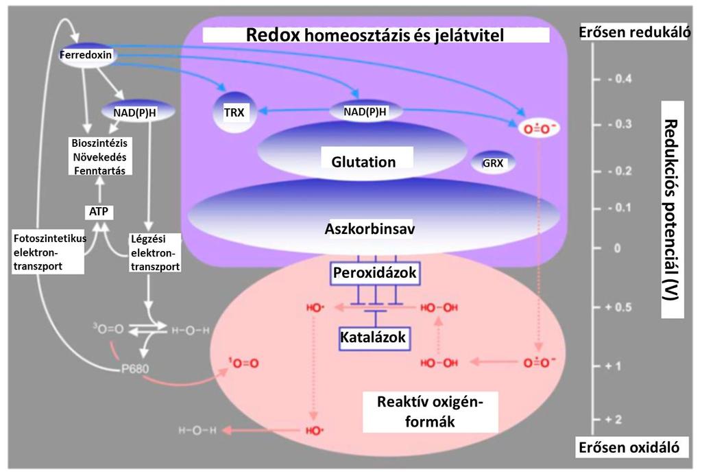 2. ábra. A redox homeosztázis és jelátvitel. A nem-enzimatikus komponensek redox potenciálja az ábra jobb oldalán látható.