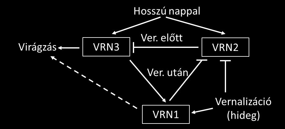 3. ábra. A vernalizációs gének szerepe a virágzás szabályozásában (Chen és Dubcovsky 2012. nyomán újrarajzolva).