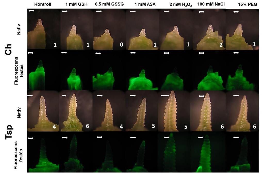 2. melléklet: A redox és az ozmotikus kezelések hatása a hajtáscsúcs morfológiájára és a peroxid tartalomra.