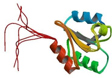 PPIase (peptidyl-prolyl isomerase) katalizálja az izomerizációt. A fehérje sorsa az eukarióta sejtben citoszol.