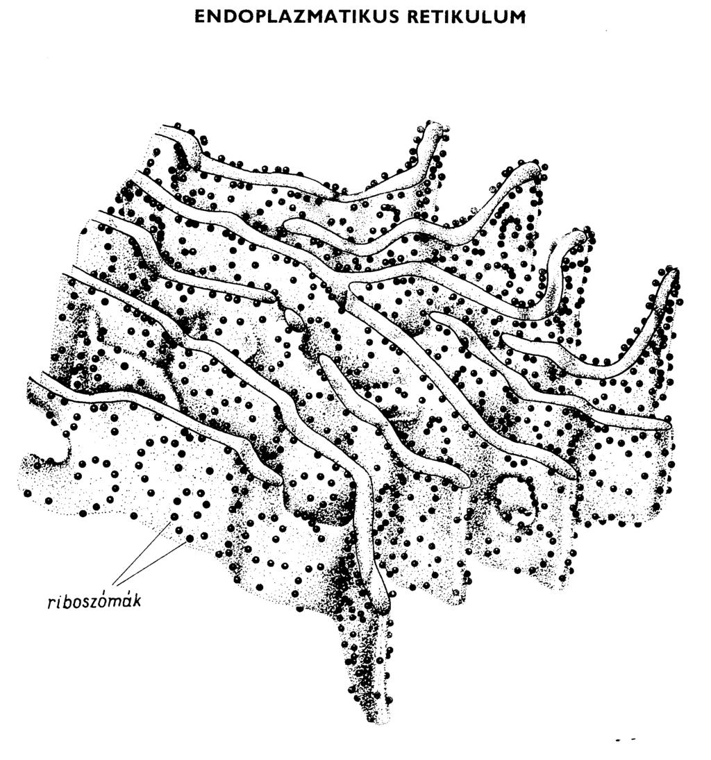 Durvaszemcsés endoplazmás retikulum,