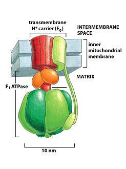 MITOKONDRIUMOK szerkezet 3. A belső membránt pecsétnyomó alakú egységek alkotják Kb.
