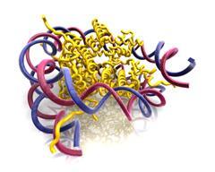 A DNS SZERKEZETE A kromoszómák finomszerkezete: A DNS gömb