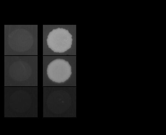 Az azonosított kolóniák közül egy teljes hosszban tartalmazta a MYB típusú transzkripciós faktorok közé tartozó Phosphate Starvation Response 1 (PHR1, AT4G28610) cdns-ét, és négy független kolónia a