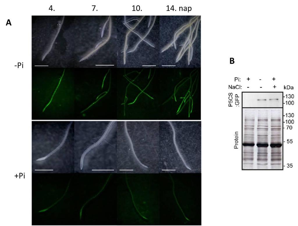 13. ábra, (A) A gyökérszerkezet és a P5CS1-GFP fluoreszcencia megváltozása foszfátéhezés hatására. (B) Western blot analízis egész növényből.