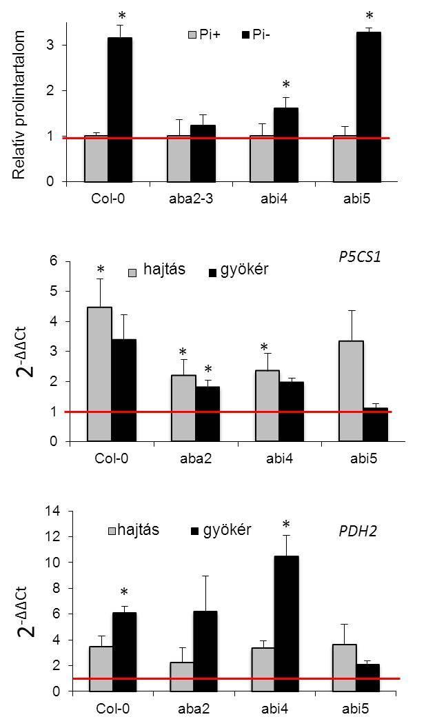 találtunk a vad típushoz képest (20. ábra). Az abszcizinsav bioszintézist a jellemzően szárazság-indukált NCED3 gén szabályozza, mely a 9-cis epoxikarotenoid szintázt kódolja.
