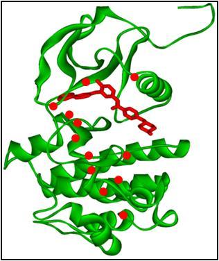 Imatinib rezisztencia hiladelphia kromoszóma t(9;22) transzlokáció