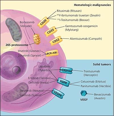 Daganatok kezelése: Célzott terápiák mab-ok Rituximab anticd20 B-sejtes limfómák Trastuzumab