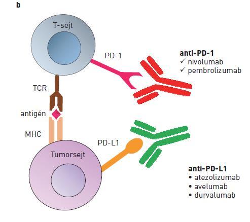 Immunellenőrző pontok