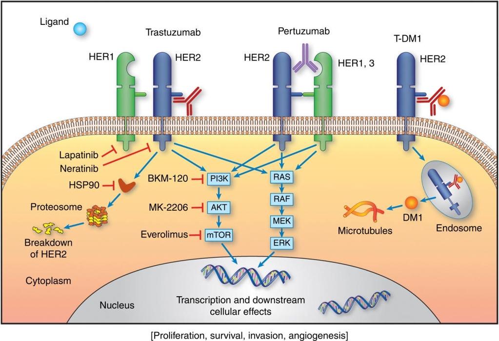 HER2 ellenes támadáspontok Singh et al.