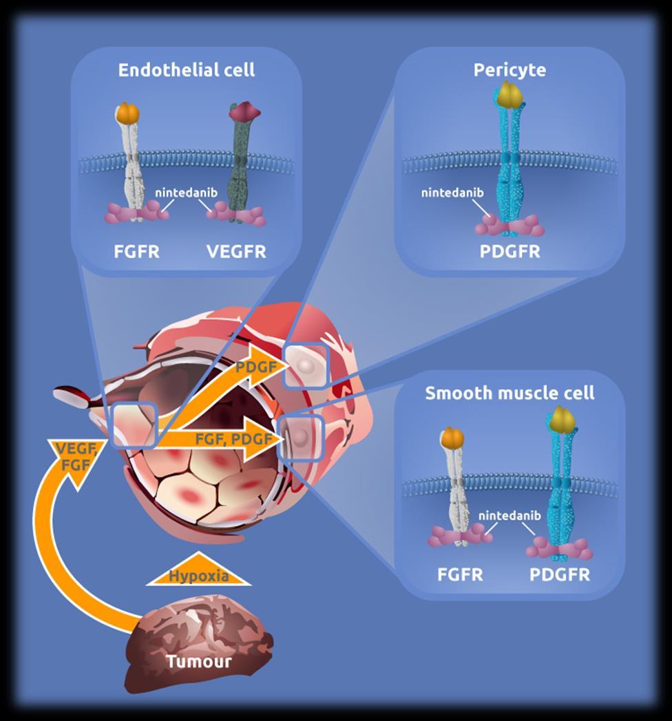 A nintedanib hatásmechanizmusa Orális angiokinase inhibitor Célozza a VEGFR 1 3, FGFR 1 3, and PDGFR α/β és RET útvonalat Jól kombinálható: Docetaxel Pemetrexed Paclitaxel/carboplatin