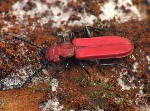 Skarlátbogár Cucujus cinnaberinus (Scopoli, 1763) A monitorozás célja A skarlátbogár országos elterjedésének pontosítása a jelenlét/hiány kimutatásával, illetve az állományok hosszú távú változásának